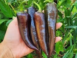 Sweet Pepper Vegetable Seeds for Planting - 100 pcs