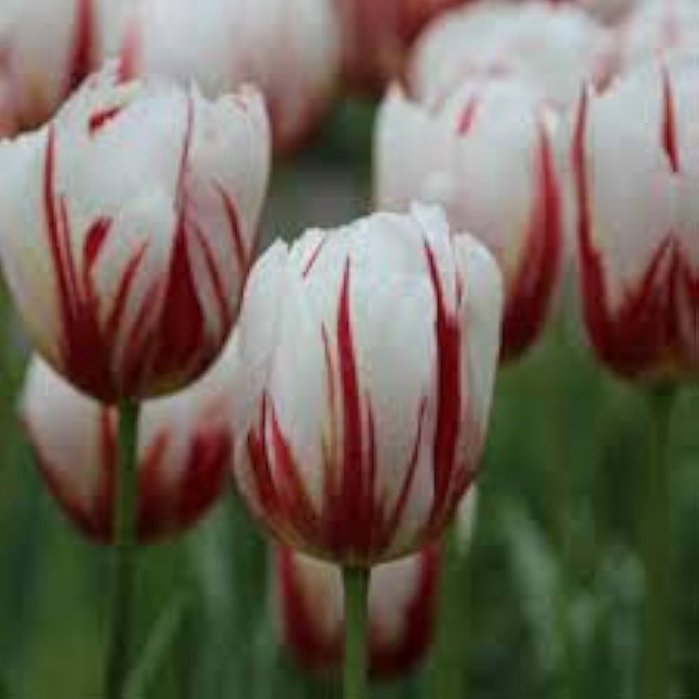 Double tulip flower Tulipa spp. seeds for planting in home garden or balcony flower beds