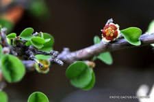 Heirloom Green Euphorbia Flower Seeds for Planting - Non-GMO Garden Seeds