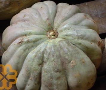 Gray Zapallo Plomo squash seeds for garden planting