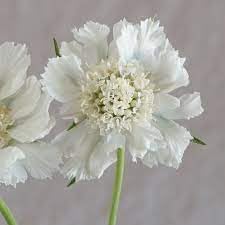 Scabiosa Flower Seeds Heirloom Non GMO Planting - 100