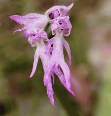 Exotic Plant Seeds for Planting, 100