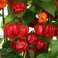 Scotch Bonnet Pepper Capsicum chinense seeds for home garden planting