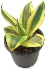 Sansevieria Flower Seeds – Heirloom Non-GMO Seeds for Indoor Air-Purifying Planting