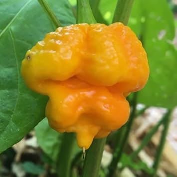 Yellow Brain Strain Pepper Seeds for Planting heirloom & Non-GMO Seeds
