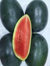Densuke Watermelon Fruit Seeds for for Planting - Premium Melon Varieties, Non-GMO Seeds