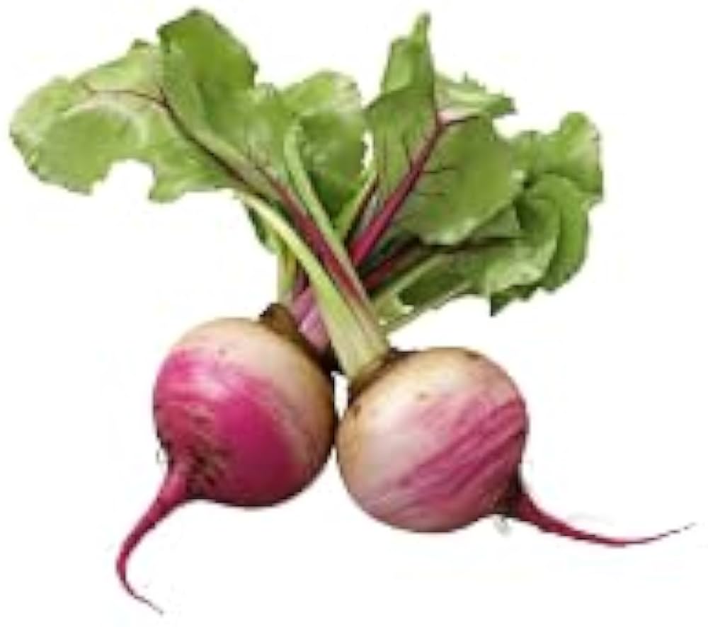 Leek Allium ampeloprasum Vegetable Seeds for Planting Purple Root Variety in Kitchen Garden