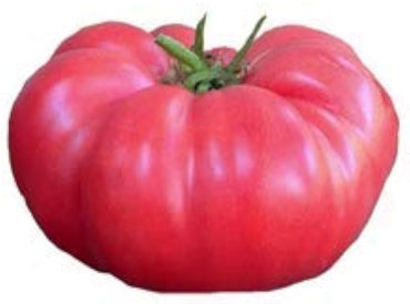 Red Brandywine tomato seeds – heirloom variety for rich, full-flavored fruits