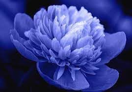 Suffruticosa Flower Seeds – Heirloom Non-GMO Seeds for Compact and Formal Garden Planting