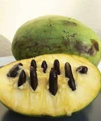 Pawpaw Fruit Seeds for Planting - Organic, Heirloom, Non-GMO, for Home Gardening, GMO Free