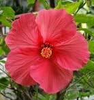 Red Hibiscus Flower Seeds – Heirloom Non-GMO Seeds for Garden Planting