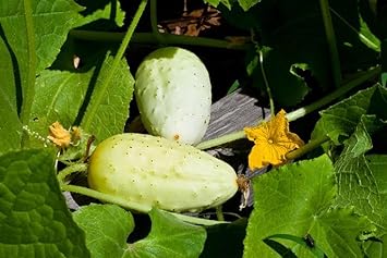 Blonde Cucumber Seeds for Planting - Heirloom & Non-GMO Garden Seeds