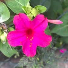 Magenta Flower Seeds Heirloom Non GMO Planting - 100