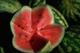 Mountain Hoosier Watermelon Fruit Seeds for Planting - High-Yielding, Non-GMO Variety
