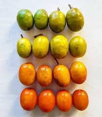 Sessiliflorum Fruit Seed Pack for Unique and Hardy Fruits 100 pcs