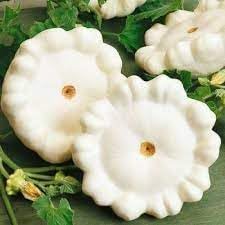 Scallop White Bush Squash Vegetable Seeds for planting - Heirloom & Non-GMO Garden Seeds