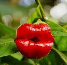 Heirloom Non-GMO Lips Flower Seeds for Planting – Unique Lip-Shaped Blooms for Exotic Gardens