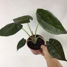 Heirloom Alocasia Plant Seeds, Non-GMO Exotic Foliage for Planting