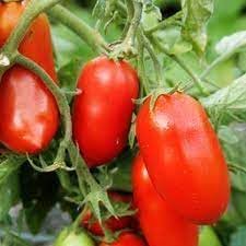 San Marzano Tomato Vegetable Seeds for Planting - 100 pcs