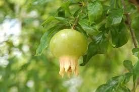 Green Pomegranate Fruit Seeds for Planting - Delicious Harvests, Heirloom & Non-GMO Seeds