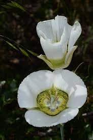 Gunnisonii Seeds for Planting – Organic, Heirloom, Non-GMO Flower Seeds