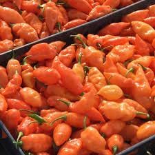 Habanada Pepper Seeds for Planting, 100 pcs