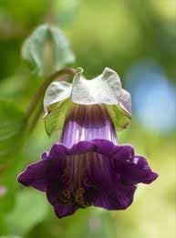 Heirloom Non-GMO Cobaea Scandens Flower Seeds for Planting – Vibrant Cup and Saucer Vine Blooms