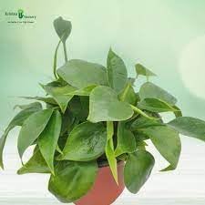 Heirloom Philodendron Plant Seeds for Indoor or Garden Planting, Non-GMO, Lush Tropical Foliage