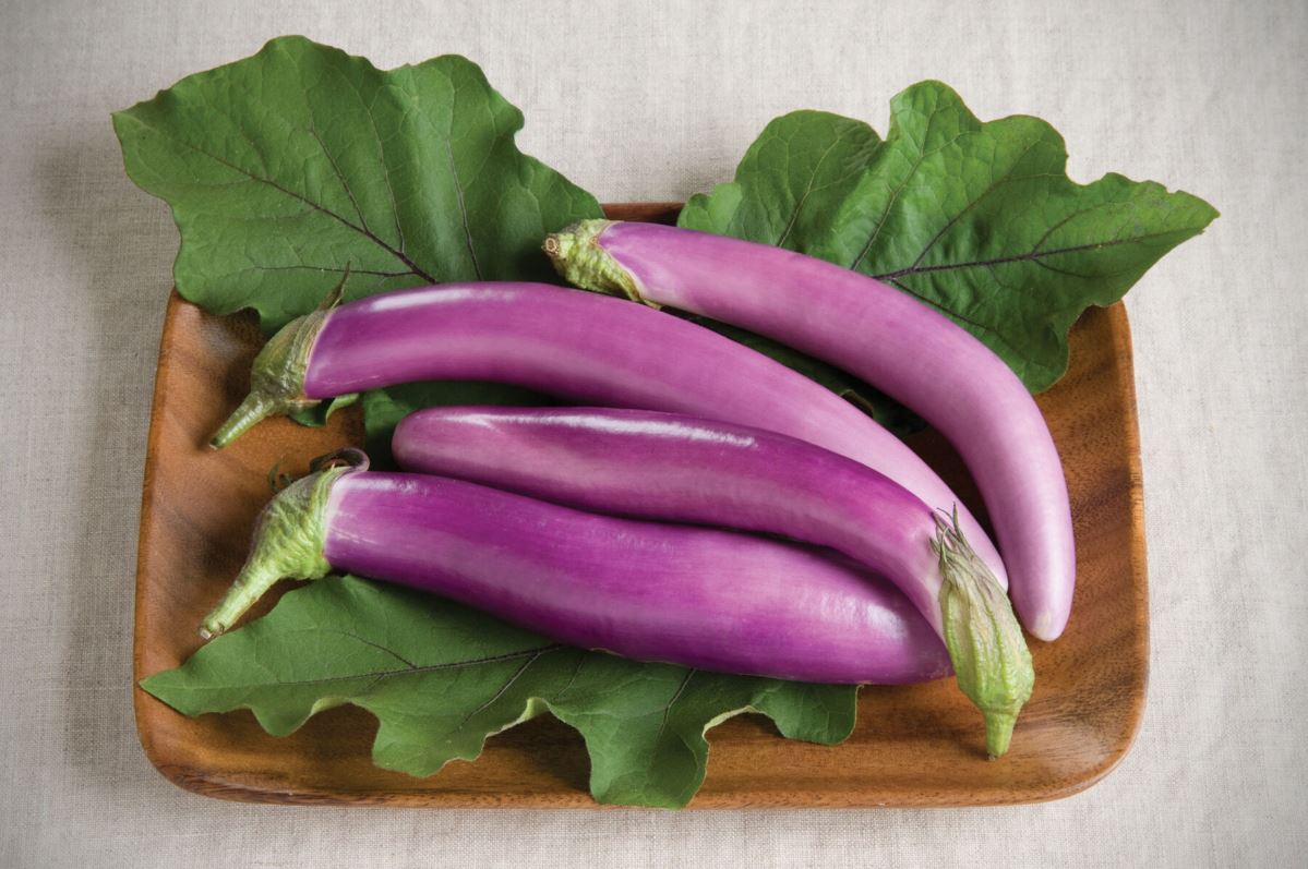 Orient Charm – Eggplant Seed