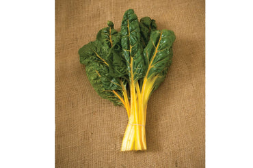 Bright Yellow – Swiss Chard Seed