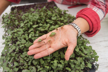 Cabbage, Red – Microgreen Seed