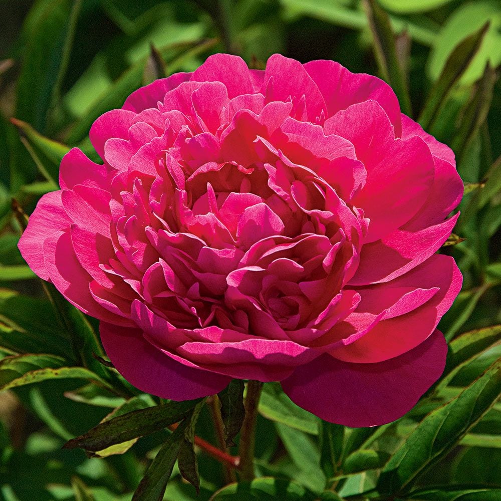 Kansas Peony