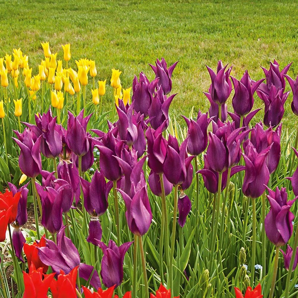 Purple Dream Tulip Seeds