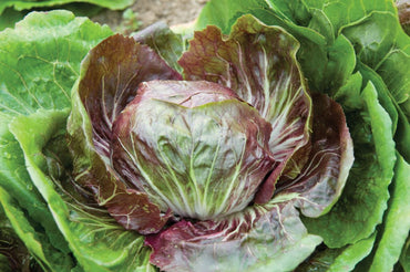 Indigo – Radicchio Seed
