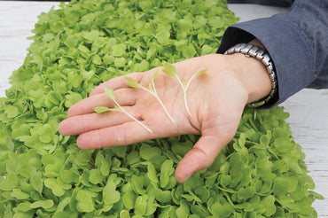 Chinese Cabbage, Tokyo Bekana Microgreen