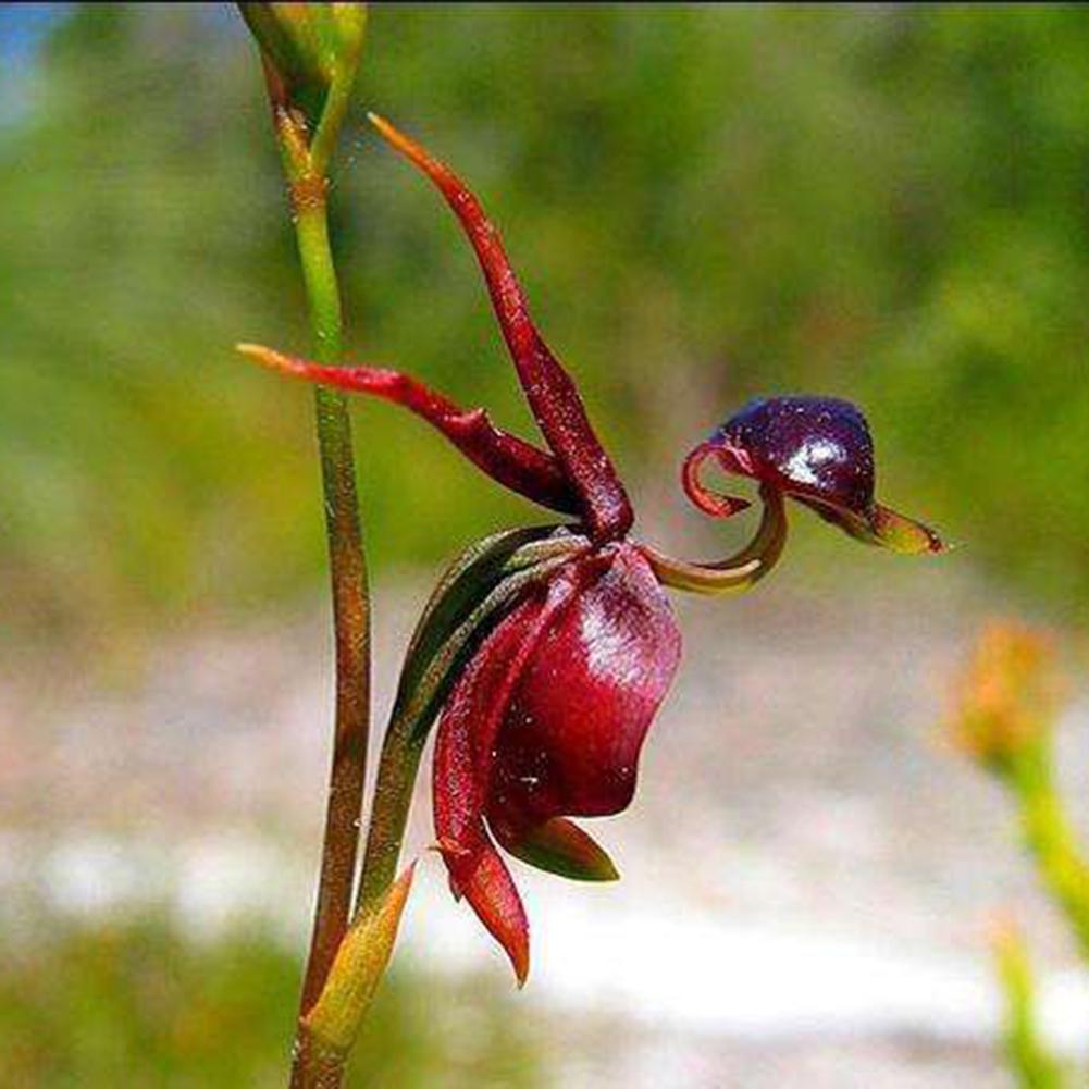 Heirloom Flying Duck Orchid Flower Seeds for Planting – Non-GMO, Exotic Orchid Flower Seeds