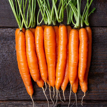 Narvik – Carrot Seed