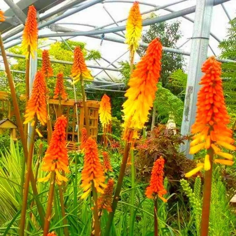 Red Hot Poker Mixture