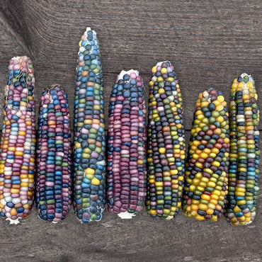 Miniature Colored Popcorn – Corn Seed