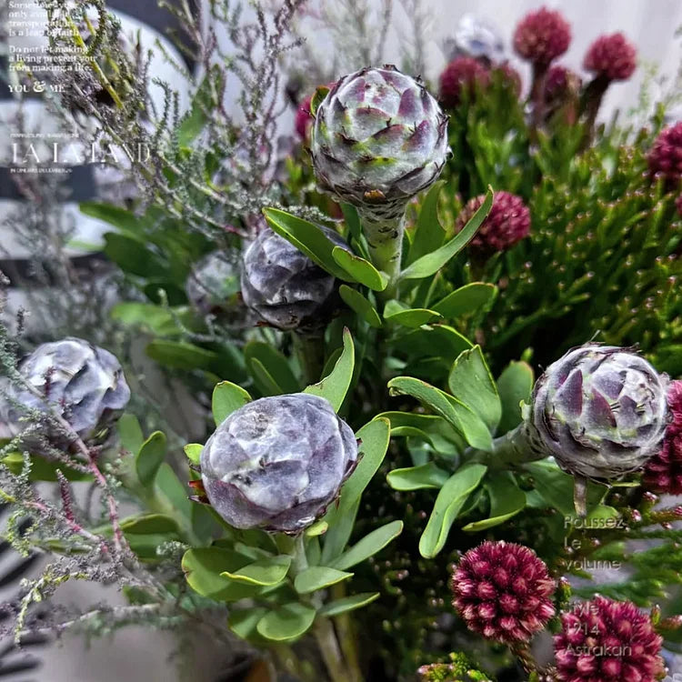 Fuzzy Wood Lily Bulbs