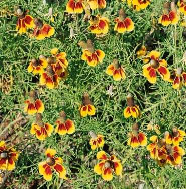 Rare Mexican Hat Seeds