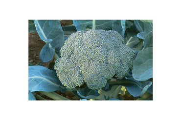 Gypsy – Broccoli Seed