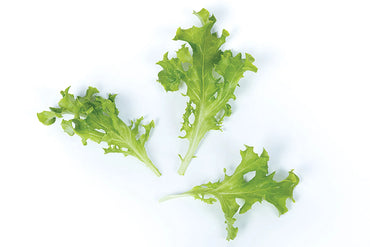 Tango – Lettuce Seed