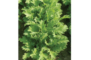 Suehlihung No. 2 – Mustard Green Seed