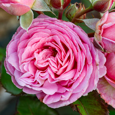 Heirloom Rose Bonsai Flower Seeds for Planting – Non-GMO Garden Seeds for Mini Blooms