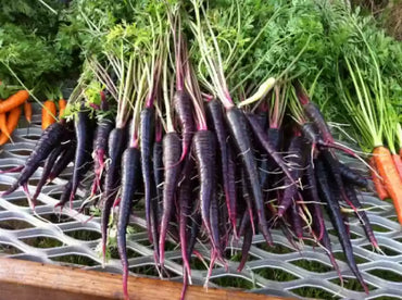 Carrot Black Wonder Vegetable Seeds