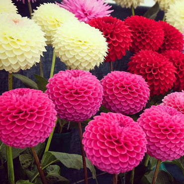 Mixed Pompon Dahlia Flower Seeds for Planting – Heirloom and Non-GMO garden seeds