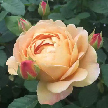 Cream Rose Heirloom Non-GMO Seeds for Planting
