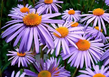 Elliott's Aster Flower Seeds – Heirloom, Non-GMO Flower Seeds for Planting