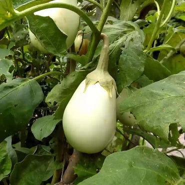 Gretel – Eggplant Seed